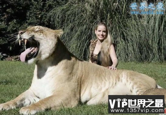世界上最大的猫科动物，美国狮虎(长3.3米)(www.1357vip.com)