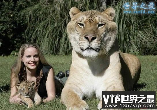 世界上最大的猫科动物，美国狮虎(长3.3米)(www.1357vip.com)