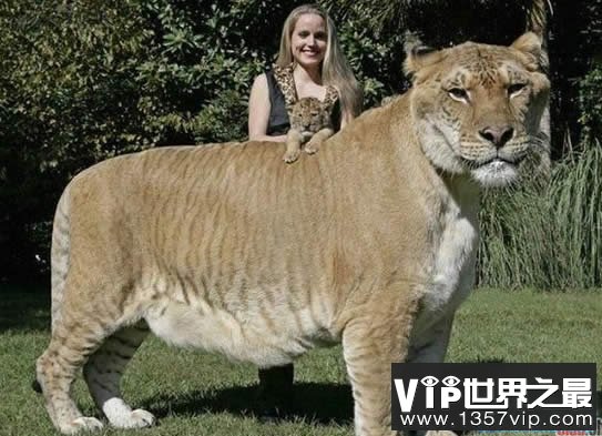 世界上最大的猫科动物，美国狮虎(长3.3米)(www.1357vip.com)