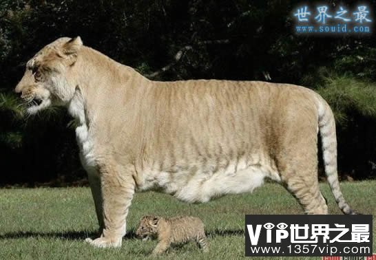 世界上最大的猫科动物，美国狮虎(长3.3米)(www.1357vip.com)