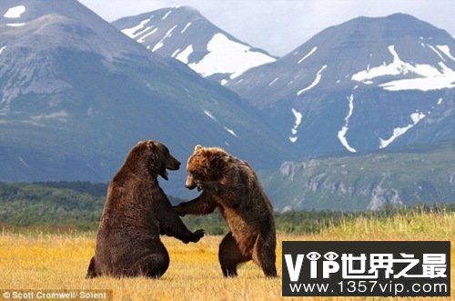 世界上最大的食肉类动物(www.1357vip.com)