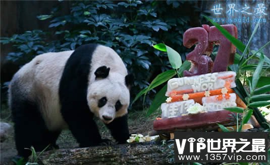 寿命最长的熊猫，37岁(相当于人类111岁)(www.1357vip.com)