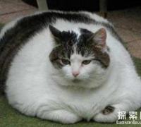 世界上最肥的猫：凯蒂，体重46斤，胖成了大肉球