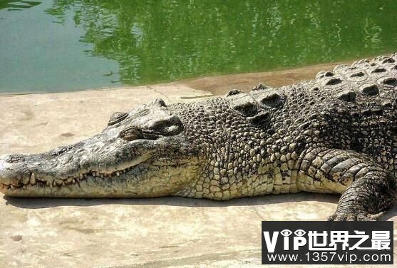 世界上最大的鳄鱼：菲律宾鳄鱼，体长6.4米，重1000公斤(图3)