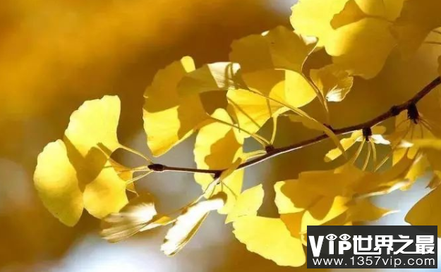 世界上最老的种子植物：银杏，世界第一活化石(图2)