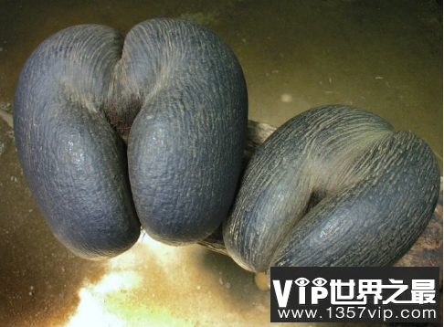 世界上最大的种子，复椰子（直径30厘米/重达30斤）
