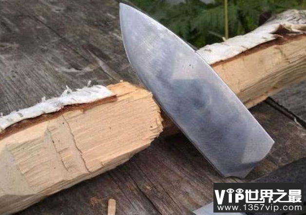 世界上最硬的树：铁桦树，比钢铁都要硬的树
