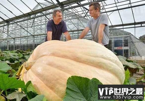 世界上最大的红薯，一颗就重48斤，红薯界的大哥大（图4）