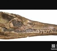 泥泳龙：小型上龙科恐龙之一(体长3米/脊椎有龙骨)