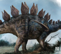 华阳龙：长有幼小牙齿的剑龙科恐龙，尾巴上长有尖刺