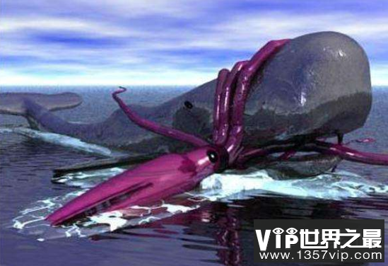 神秘的大王乌贼究竟多大，大王乌贼真的存在吗？(图4)
