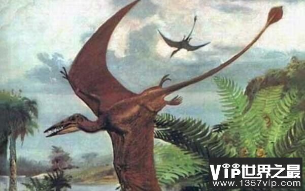 喙嘴龙：最早的翼龙（体长1-2米/体重10公斤）