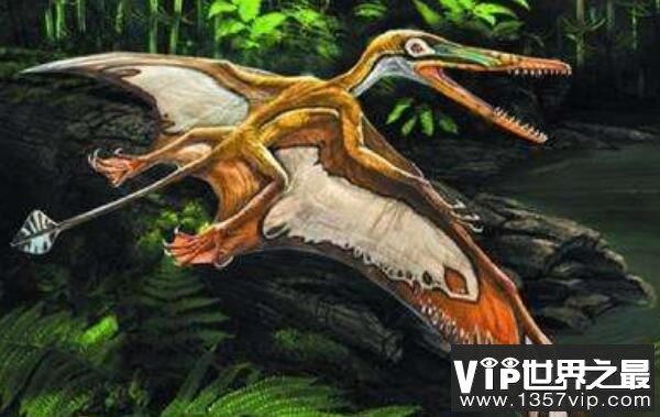 喙嘴龙：最早的翼龙（体长1-2米/体重10公斤）
