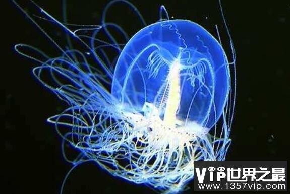灯塔水母会不会永生，灯塔水母返老还童的真相揭秘