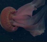 世界上最恐怖的水母：冥河水母，体长11米如摄魂怪(阴森可怕)