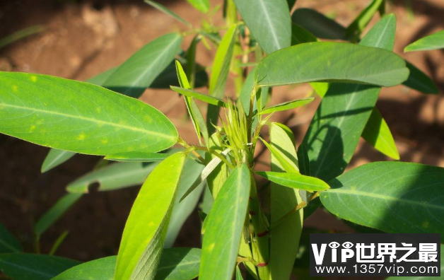 植物界的“舞林高手”：跳舞草，叶子挥动像打旗语(4)