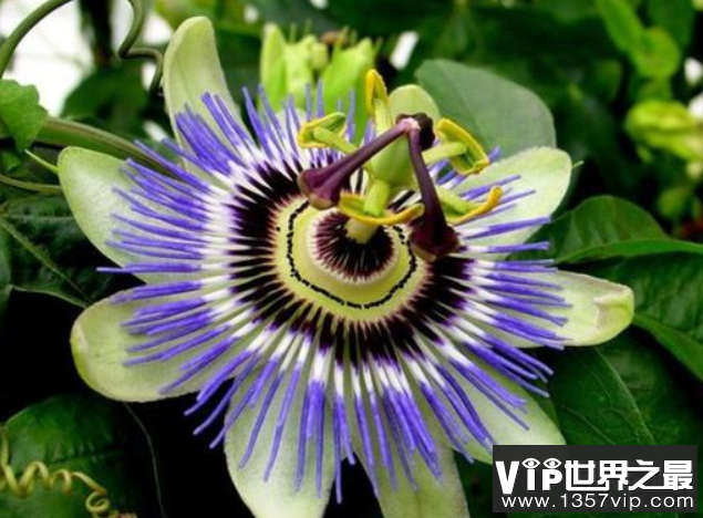 会吃人的日轮花，其实只是黑蜘蛛的帮凶(3)
