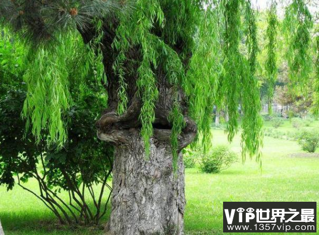 非洲吃人树真的会吃人，枝条如蛇，被缠住极难脱身(4)