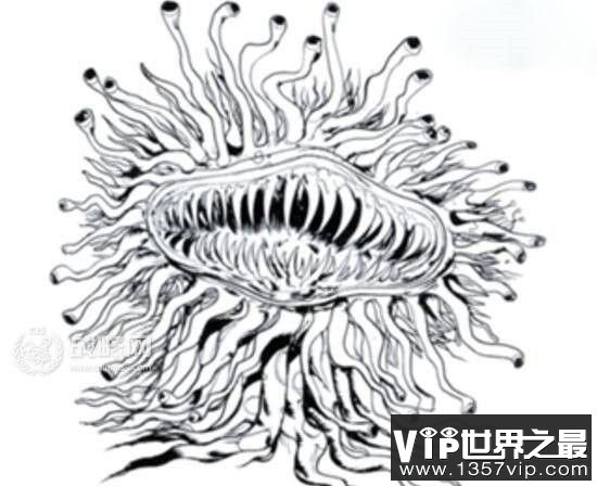 【吸血毯是真实存在的吗】吸血毯到底是什么动物?