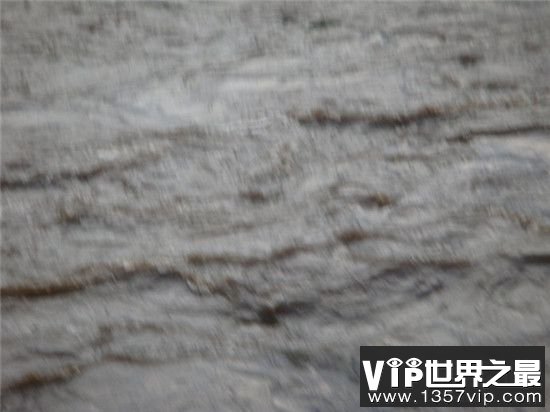 【吸血毯是真实存在的吗】吸血毯到底是什么动物?