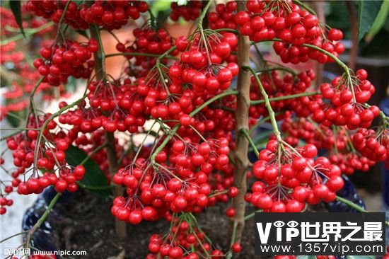 【朱砂根的豆豆是什么】朱砂根的副作用是什么呢