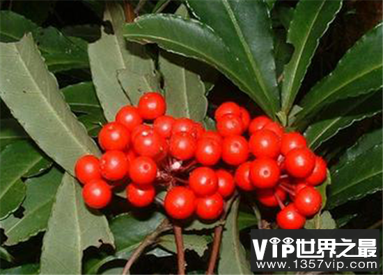 【朱砂根的豆豆是什么】朱砂根的副作用是什么呢