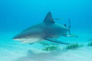 世界上最凶猛的海洋生物：湾鳄上榜 鲨鱼类最凶猛