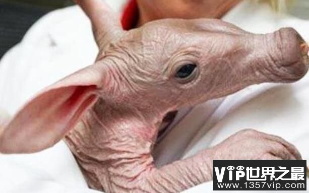 世界上最可怕的生物：婴儿食蚁兽，长相丑陋的奇特物种