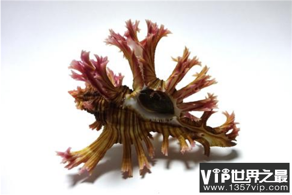 世界上最漂亮的十种贝类