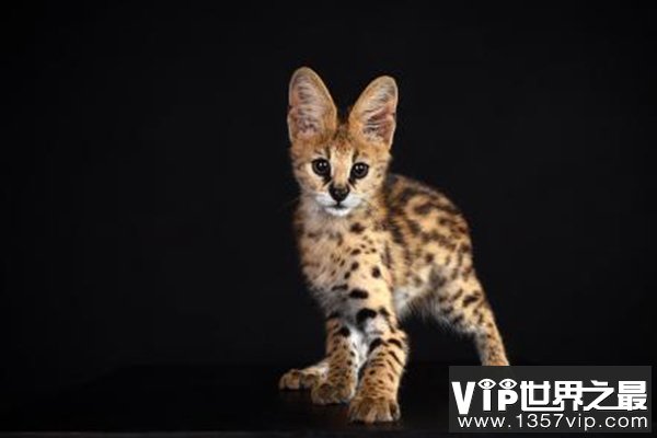 世界十大禁养猫科动物