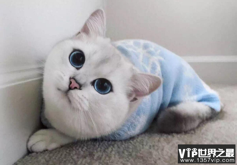 世界十大最漂亮的猫 优雅还是可爱，你喜欢哪种