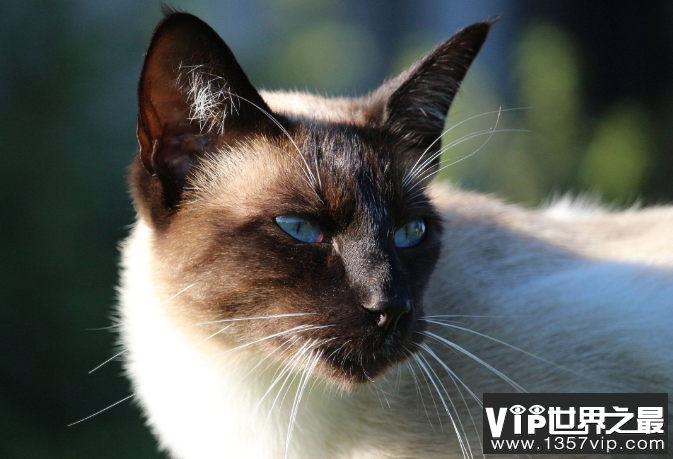 世界十大最漂亮的猫 优雅还是可爱，你喜欢哪种