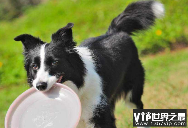 世界最聪明的十大名犬 贵宾排第二，拉布拉多仅第七