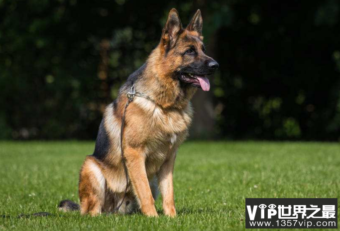 世界最聪明的十大名犬 贵宾排第二，拉布拉多仅第七