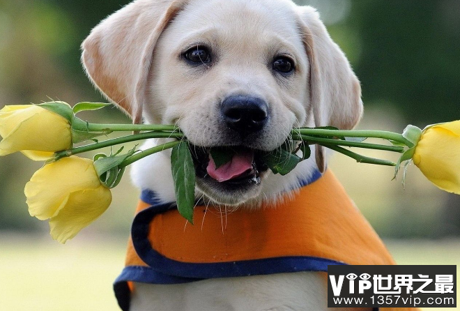 世界最聪明的十大名犬 贵宾排第二，拉布拉多仅第七