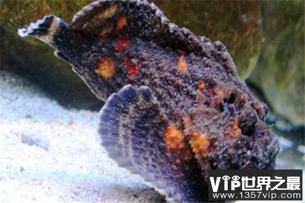 世界十大毒物 澳洲方水母遇见则躲,眼镜王蛇攻击起来毫不留情