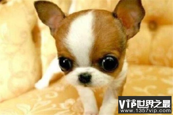 世界十大傻狗排名 哈士奇都没进前三，斗牛犬超凶猛