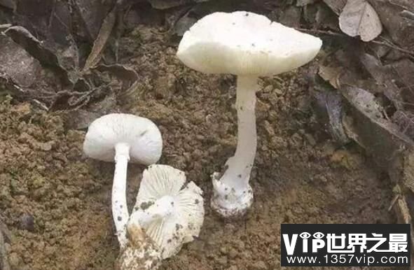 什么是白毒伞，盘点白毒伞的累累血案（50克毒死一个成年人）