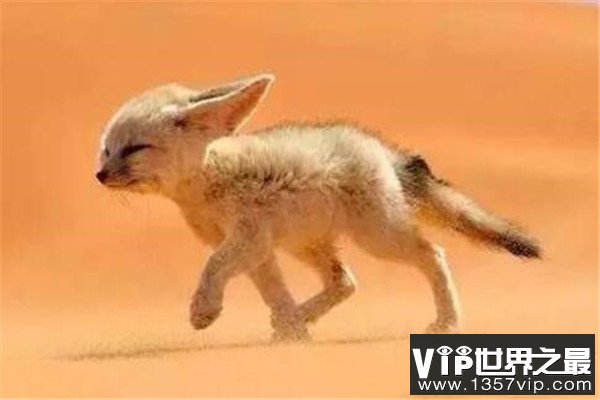 世界十大最萌最可爱动物 吸蜜蜂鸟上榜，懒猴性情超凶猛