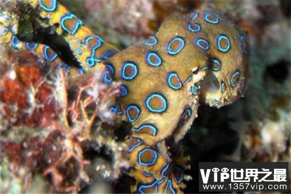 世界十大有毒生物 遇箱形水母必躲，黑曼巴蛇致死率100%