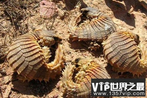 犰狳环尾蜥，世界上现存最像恐龙的物种