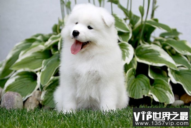 十大世界最可爱的狗排名 博美犬第一，萨摩耶上榜