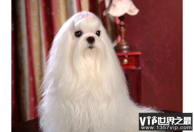 十大世界最可爱的狗排名 博美犬第一，萨摩耶上榜