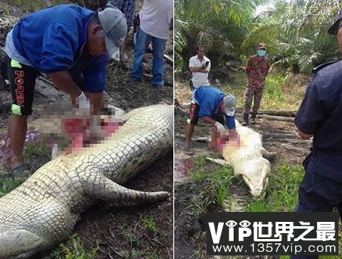 4米巨鳄叼走印尼工人 村民活捉剖肚惊现人骨