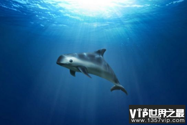 加湾鼠海豚