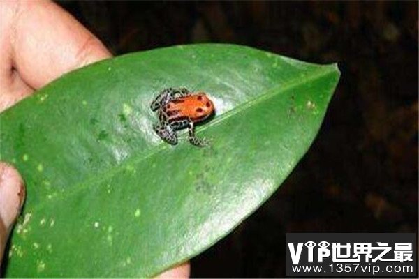 世界十大毒青蛙 KOKOE箭蛙叫声像鸟，黄金箭蛙三分钟让人毙命