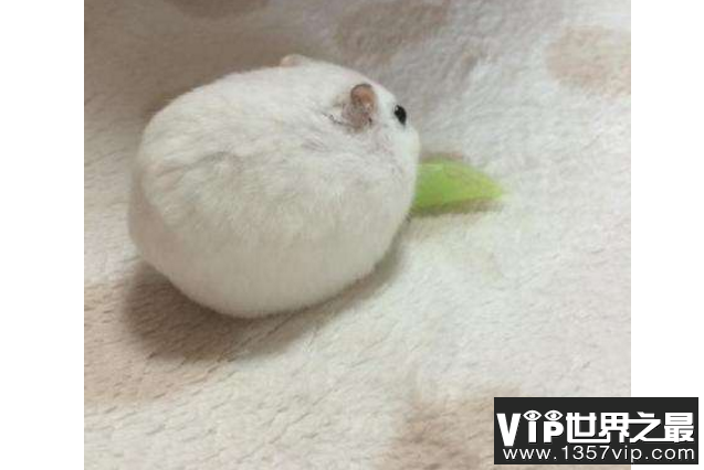 世界十大最圆的动物 每一个都可爱到爆，你都见过吗