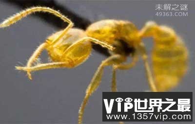 科学家发现通体金黄蚁类命名“火星蚂蚁”