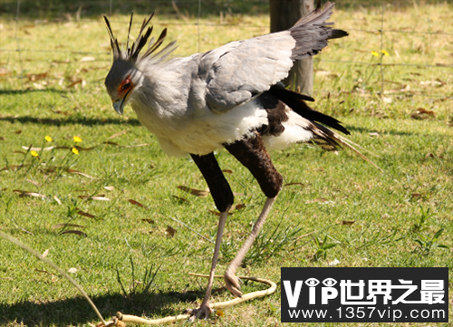 蛇鹫大战眼镜王蛇，蛇王竟被裁成一截一截
