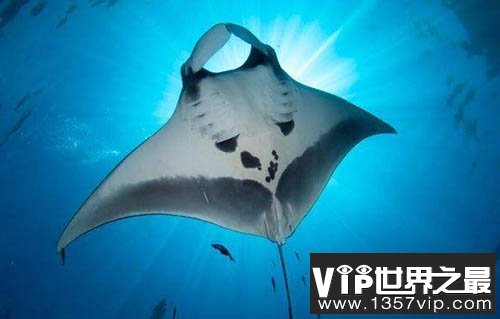 魔鬼鱼蝠鲼：似幽灵海洋中翱翔(体长可达7米)